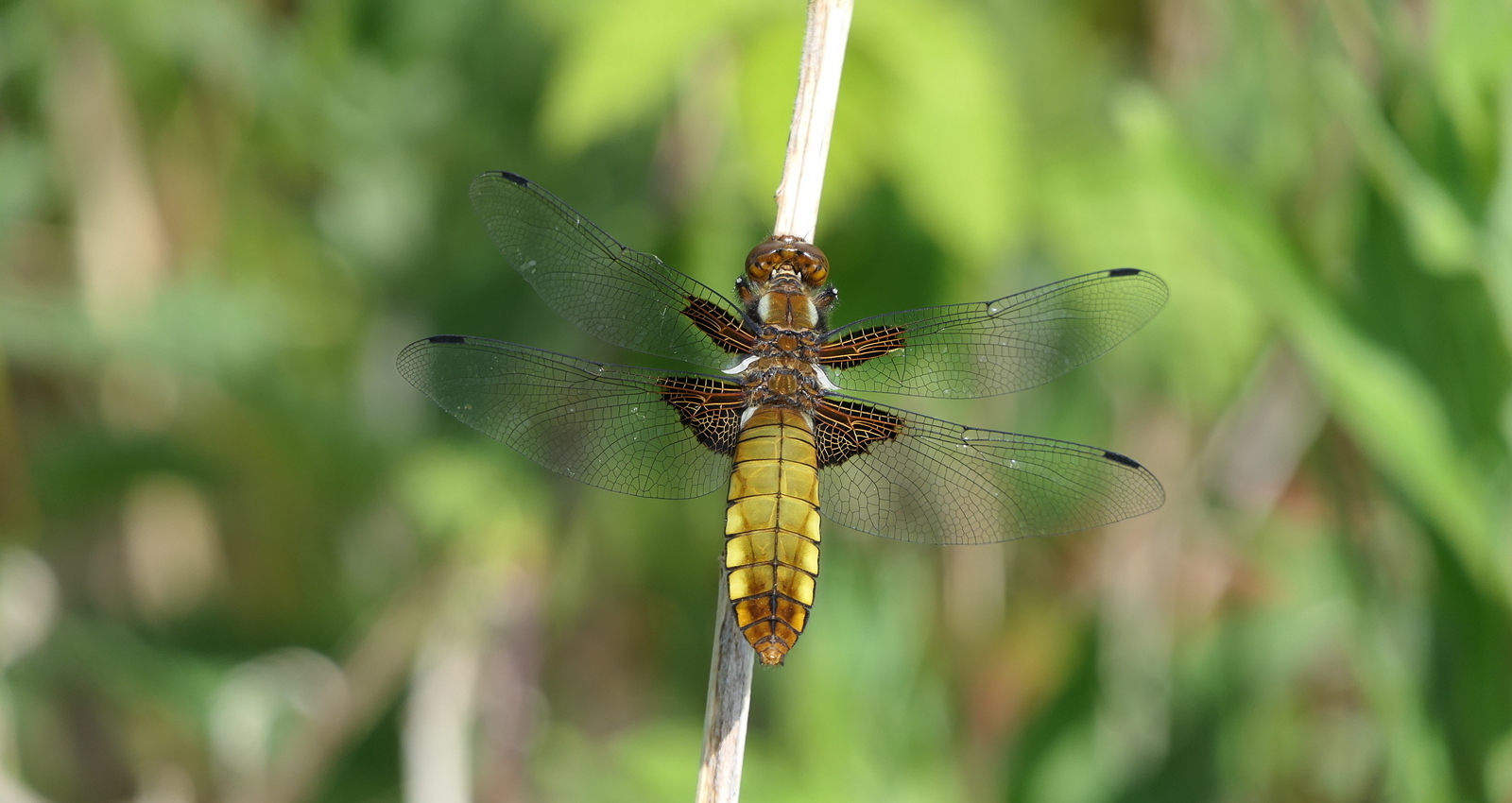 Årligt Klubmesterskab