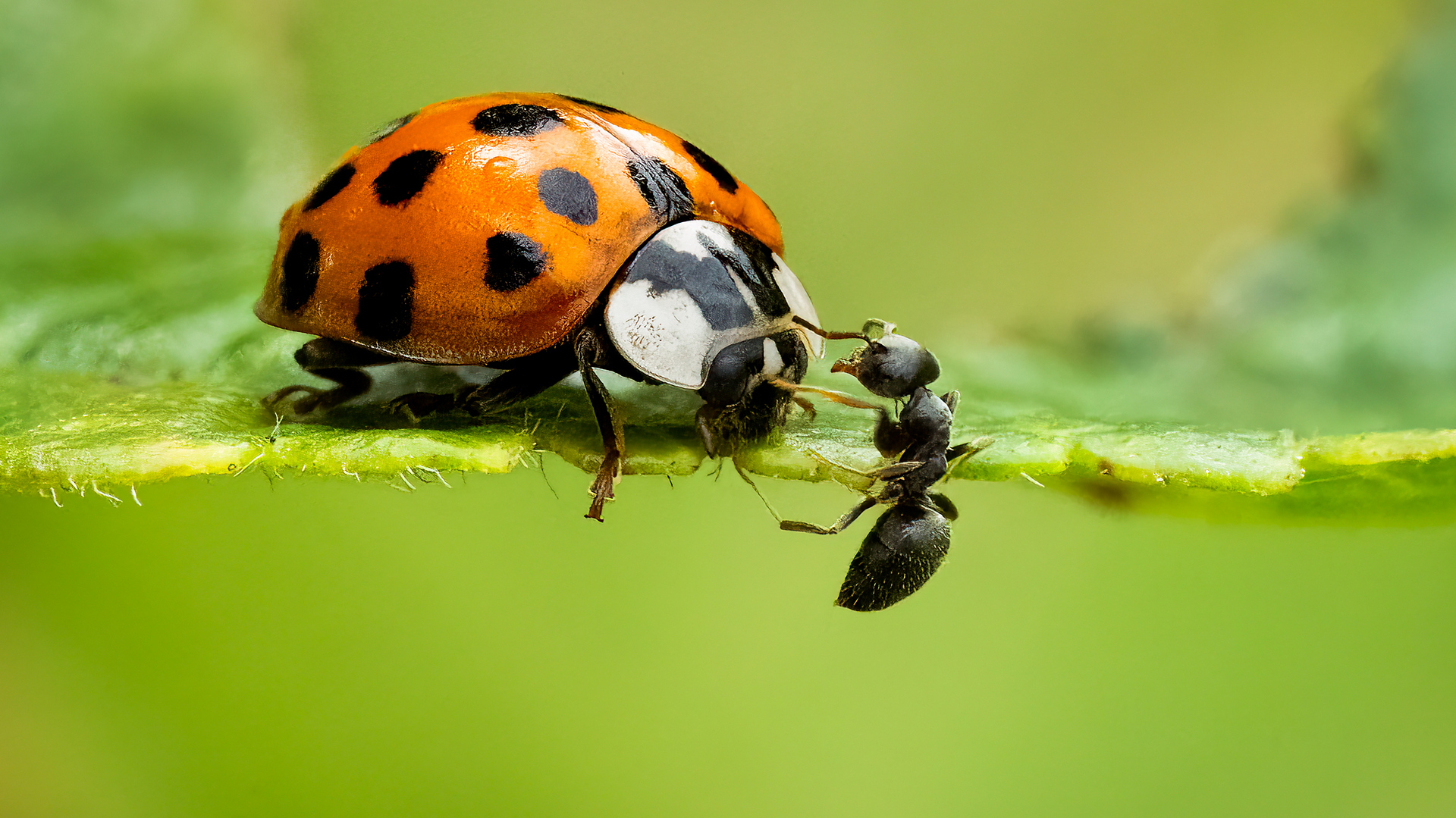 Vi udstiller løbende