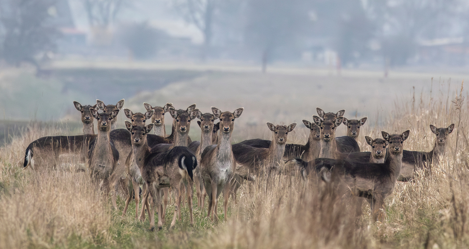 Månedlig Konkurrence