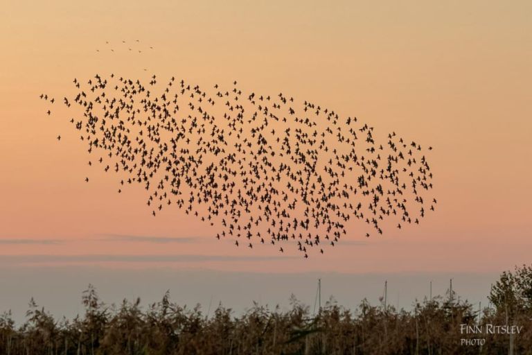 20230820 20 18 19 IMG 3578stær(200) 768x100000