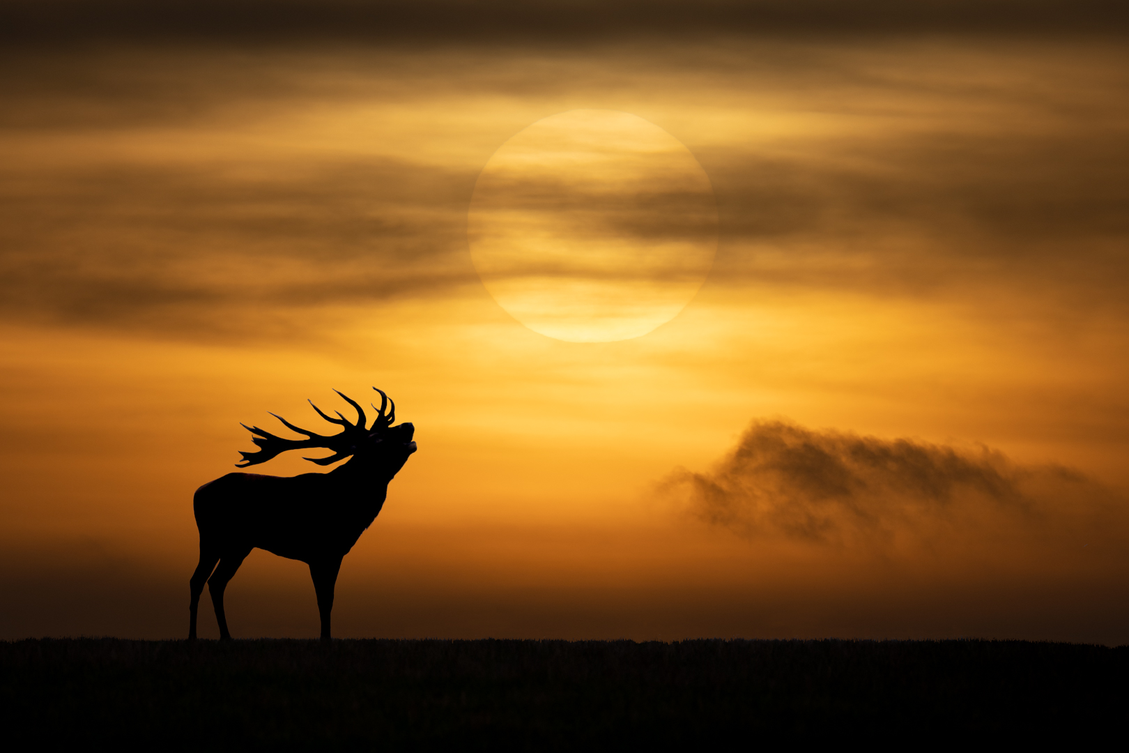 Deer in sunset