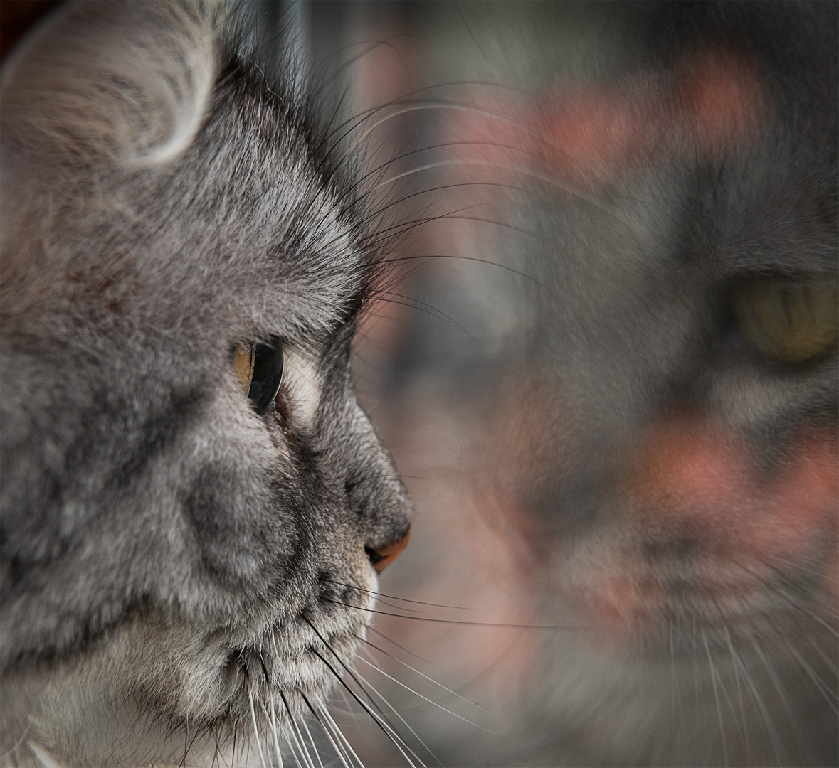 22 John Teglmand   Cat mirrir