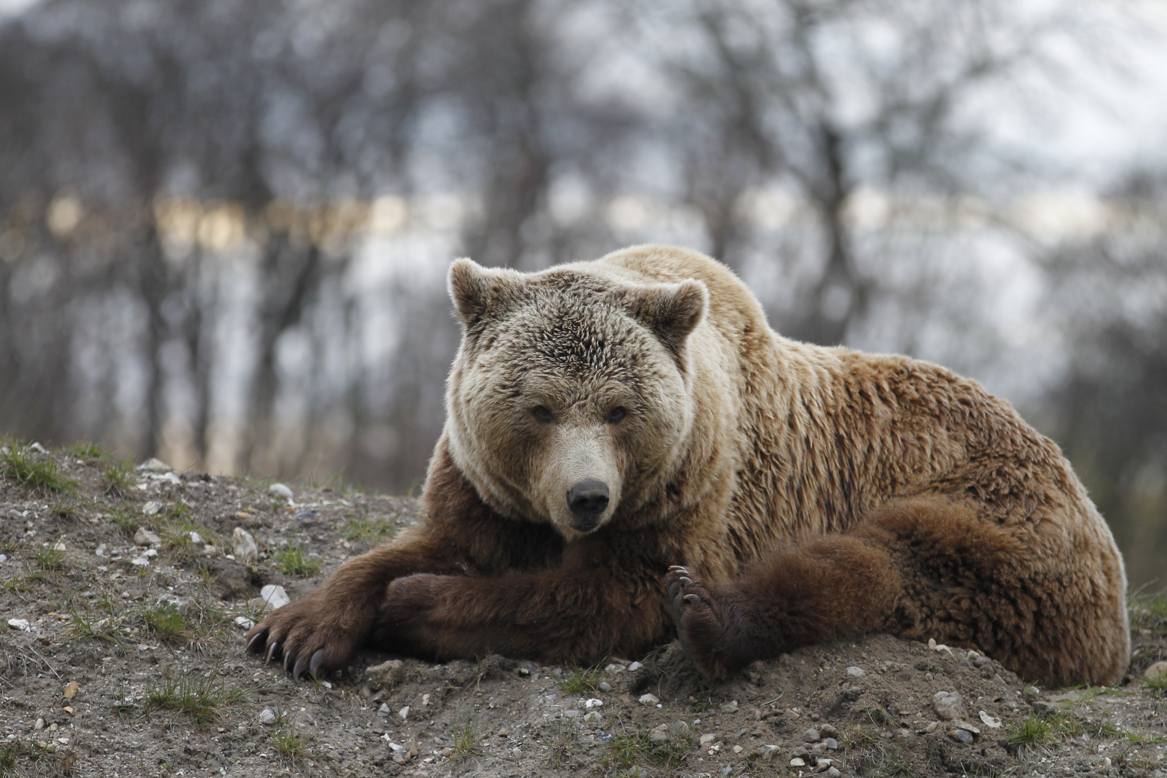 6 europaeisk brun bjorn
